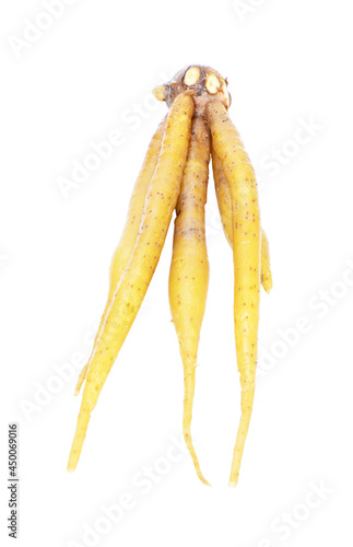  Fingerroot tea and fingerroot Chinese Ginger, Galingale, Kaempfer, Krachai . He scientific name is Boesenbergia rotunda. Isolated on white background. Finger root is herb and Thai food ingredient.