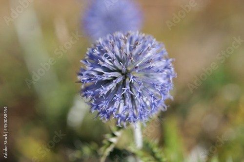 Fleur de chardon bleu sauvage (Echinops ritro)