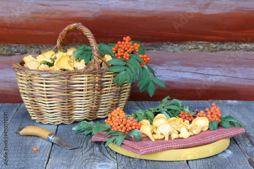 A fresh chanterelle mushrooms with forest berries are on a table against wooden background. 