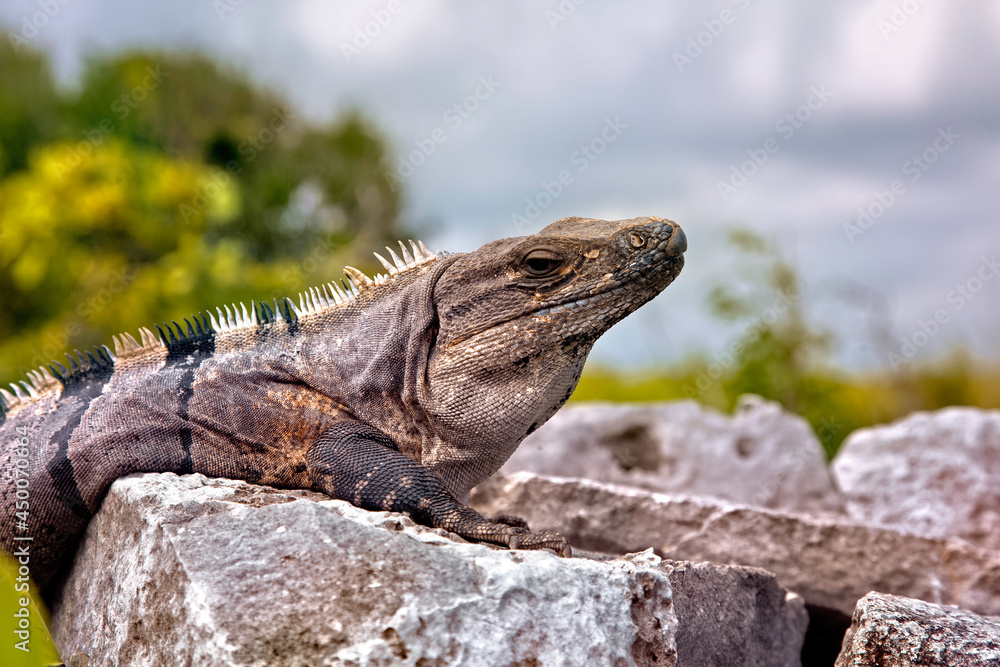 Fototapeta premium Black Spiny Tailed Iguana Ctenosaura similis