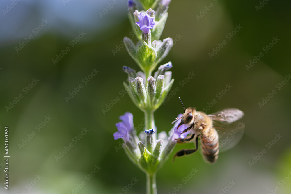 Bees collecting nectar in a green field. High quality photo Bees collecting nectar in a green field. High quality photo