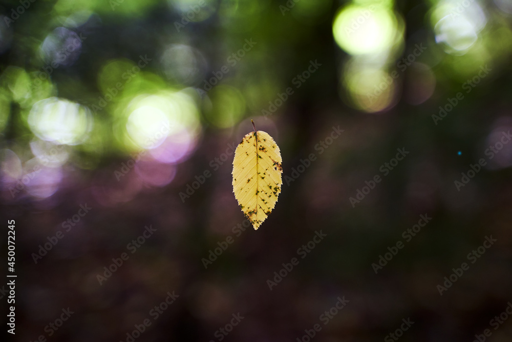 Almost autumn. First yellow leaf floating in teh forest air.