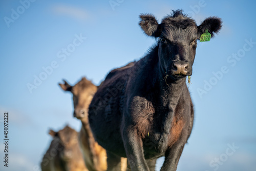 Murray grey and Angus cows grazing on lush pasture. while they enjoy the sun with the over cattle in the herd.
 photo