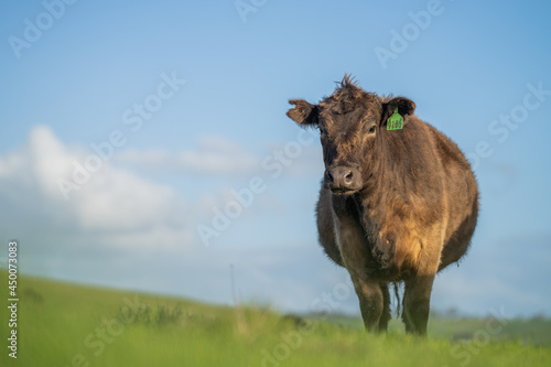 Murray grey and Angus cows grazing on lush pasture. while they enjoy the sun with the over cattle in the herd.
 photo