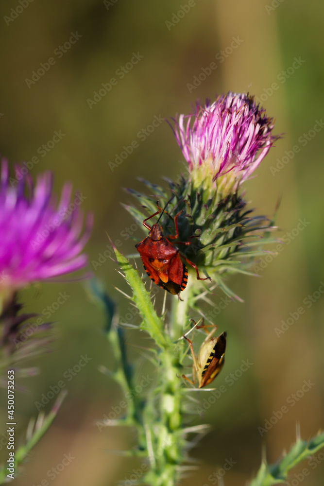 Eine feuerrote Wanze auf einer Mariendistel. Eine feuerrote Wanze auf einer Mariendistel.
