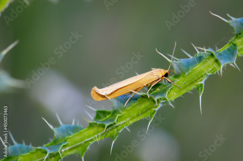 Wallpaper Mural Portrait eines Zünslers oder Tag Falters, Spanners oder Schmetterlings. Torontodigital.ca