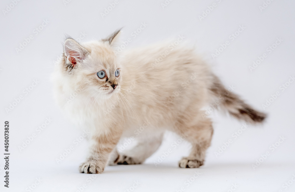 Ragdoll kitten isolated on white background