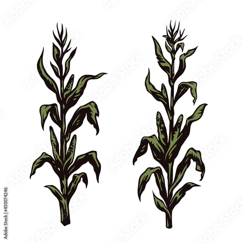Green corn plants