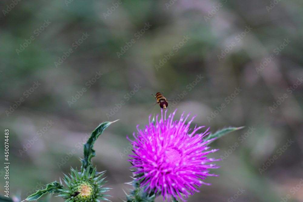 Eine Nahaufnahme einer Schwebfliege, Fliege auf einer Pflanze. Eine Nahaufnahme einer Schwebfliege, Fliege auf einer Pflanze.