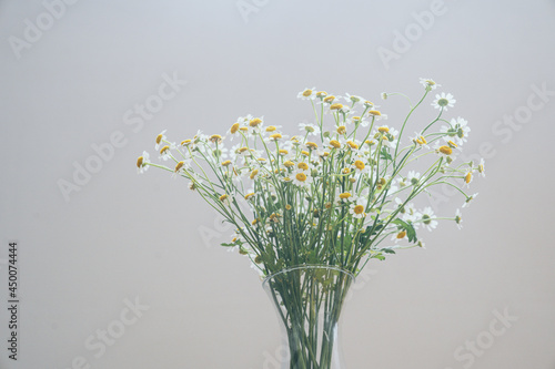 Chamomile and Matricaria flowers in a vase