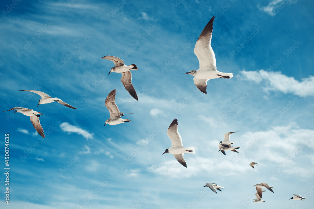 Obraz premium Flock of seagulls flying on the blue sky with clouds background. Birds collection. Group of beautiful seagulls 