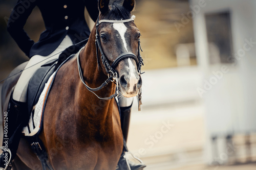 Portrait sports stallion in the bridle with a white groove on the muzzle. Equestrian sport. © Azaliya (Elya Vatel)