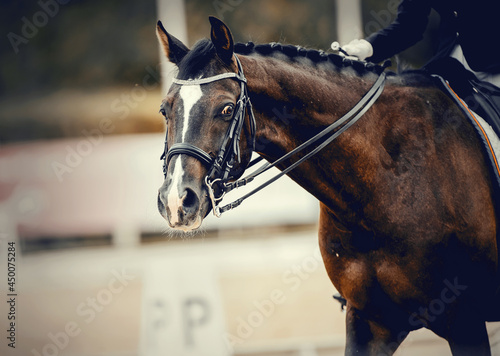 Portrait sports stallion in the bridle with a white groove on the muzzle. Equestrian sport.