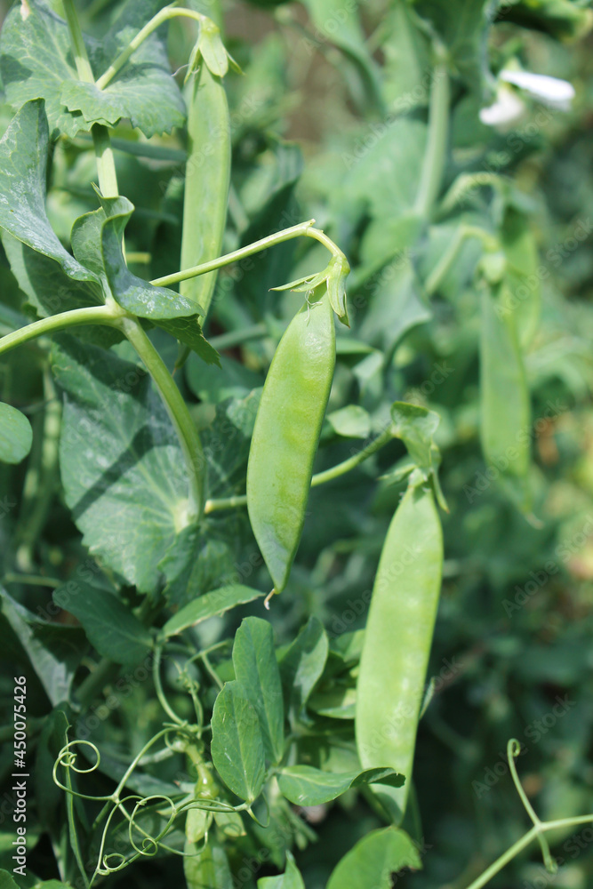 Fresh pods of young green peas on the branches. Garden plants. Fresh pods of young green peas on the branches. Garden plants.