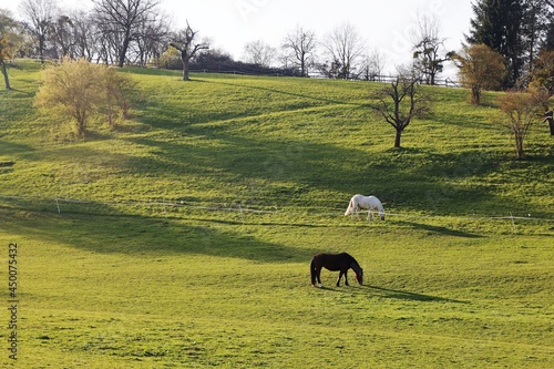 Horses at a farm in Baden-Wurttemberg, Germany