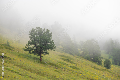 misty morning in the forest