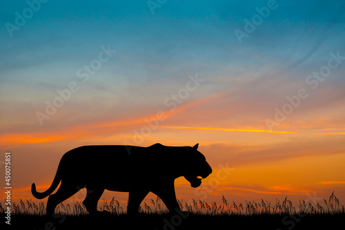 illustration of tiger silhouette at sunset © adrenalinapura