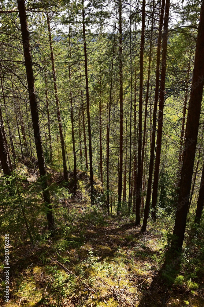 Fototapeta premium Pine forest on the slopes of Mount Vakutin stone.