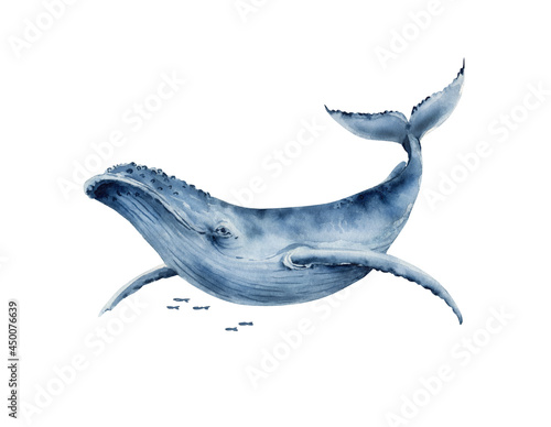 watercolor illustration of a big blue whale. hand painted on a white background. photo