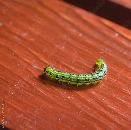 caterpillar of the box tree moth lying on the board 