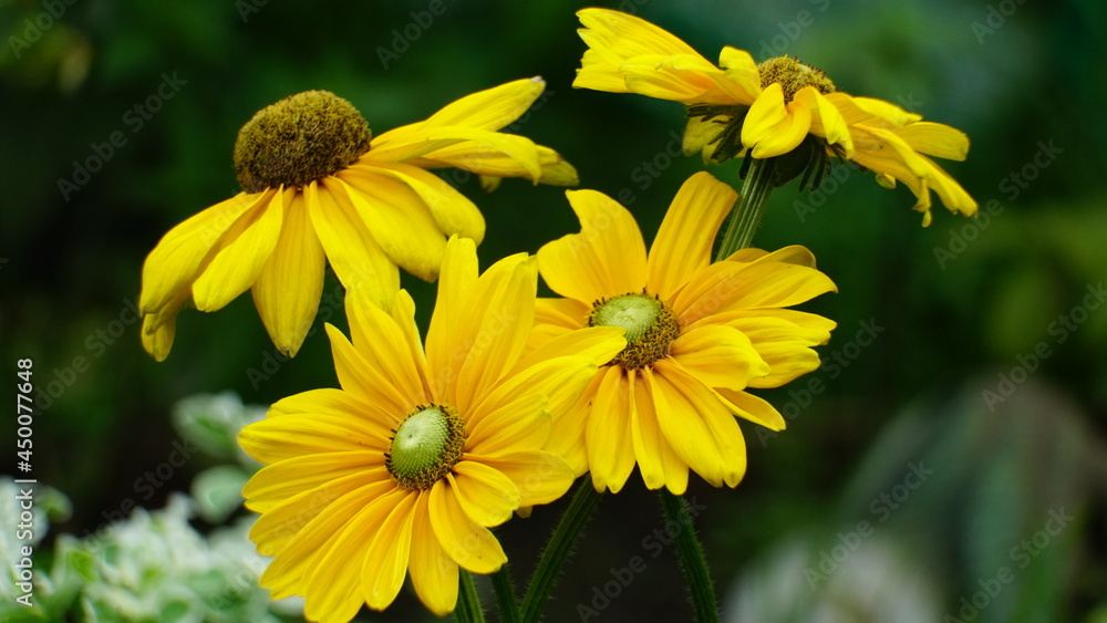 Fototapeta premium yellow flowers
