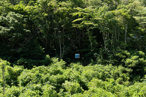 夏の森と津波の遡上高を示す看板　岩手県宮古市