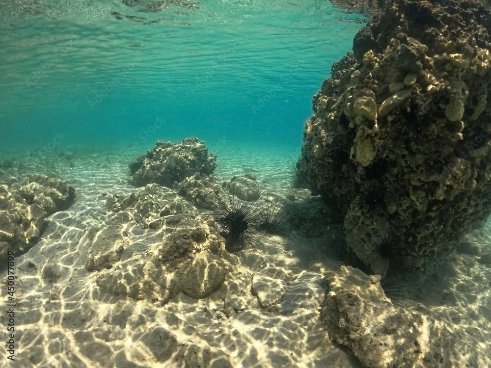  Underwater world of Mediterranean Sea. Near Marmaris, Turkey