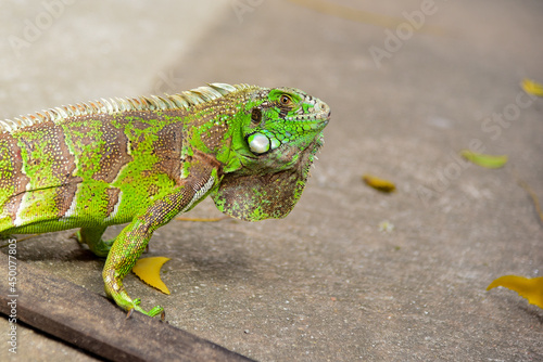 green iguana 
