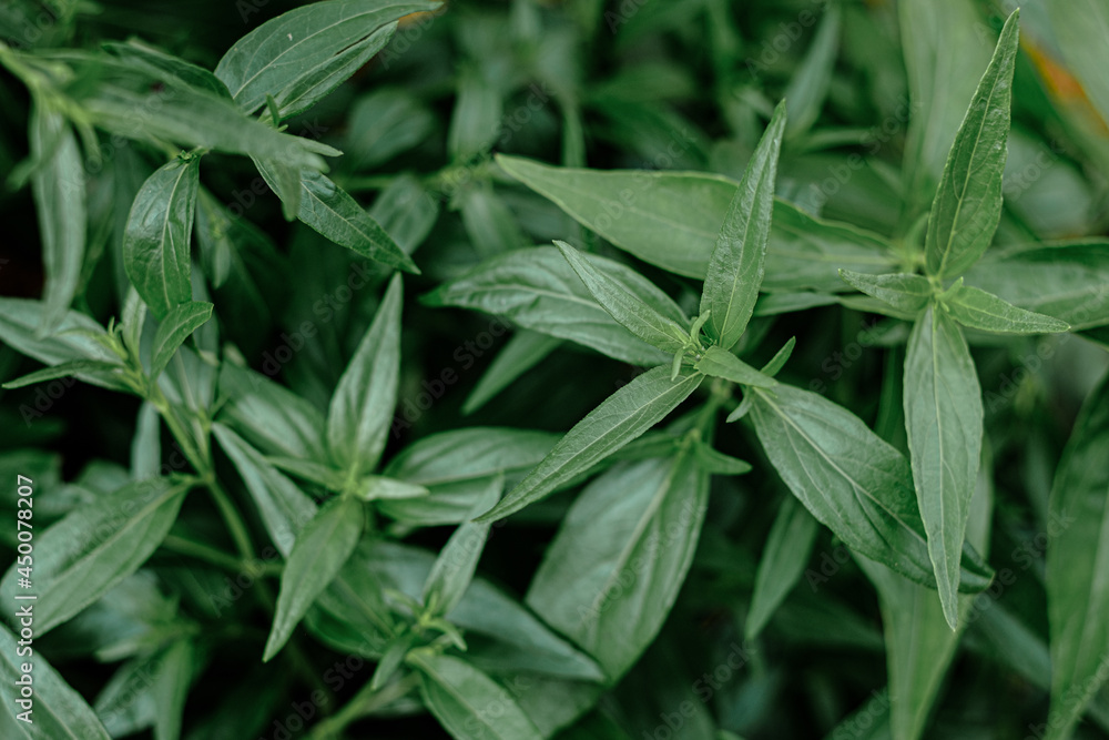 Kariyat or Andrographis paniculata Thai herbal medicine herbs organic plant leaves Kariyat or Andrographis paniculata Thai herbal medicine herbs organic plant leaves