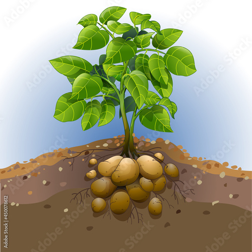 Vector illustration of a potato plant.
