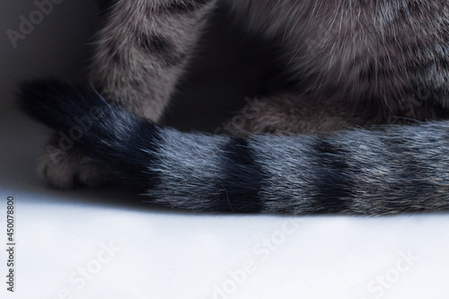Close up of cat's fur. Tigerish cat fur. Cat sitting on white surface. Cozy cat. Cat paws and tail.