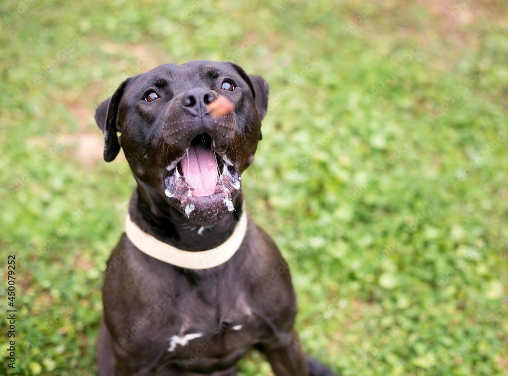 A black Pit Bull Terrier mixed breed dog opening its mouth wide to catch a treat in the air