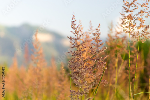 colorful wild grass by the mountain road