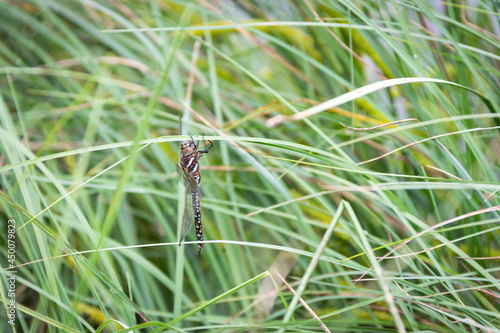 dragonfly on grass, over a mountain lake