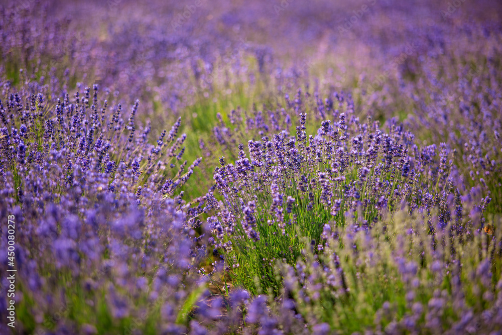 Obraz premium The peaceful landscape with purple lavender bushes