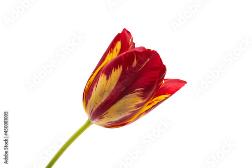 tulips isolated #450081005