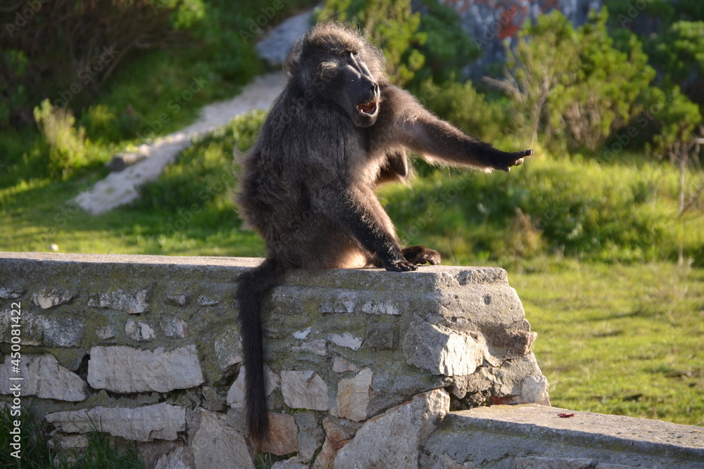 a baboon pointing