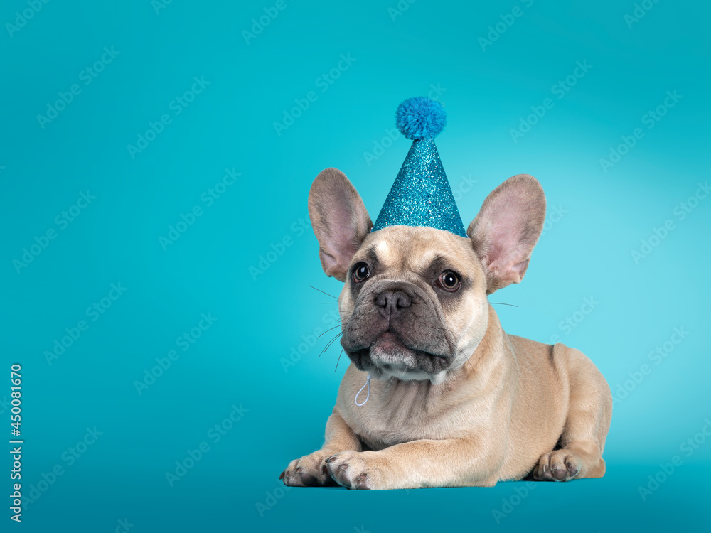 Adorable French Bulldog puppy, laying down side ways wearing blue glitter party hat. Looking towards camera. Isolated on turquoise background.