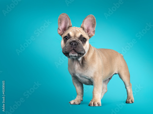 Adorable French Bulldog puppy, standing side ways. Looking towards camera. Isolated on turquoise background.