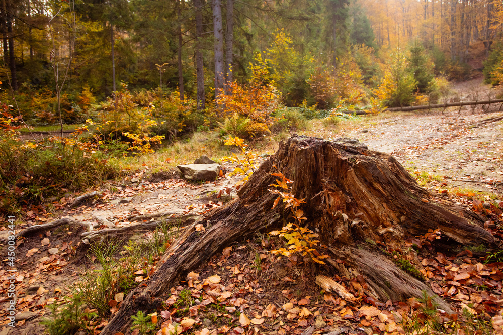 Ecological problem of felling woods in the Carpathian mountains Ecological problem of felling woods in the Carpathian mountains