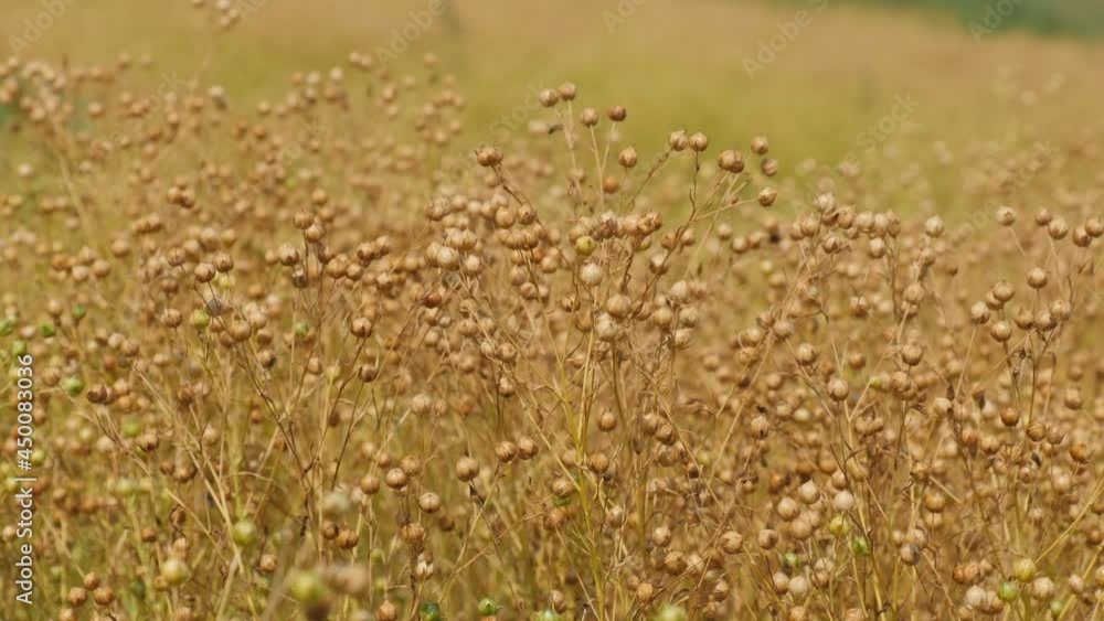 Close-up of ripe flax heads swaying in the field, harvesting flax Close-up of ripe flax heads swaying in the field, harvesting flax