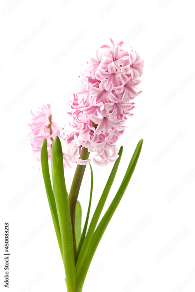 Obraz premium Pink Hyacinth flower isolated white, closeup