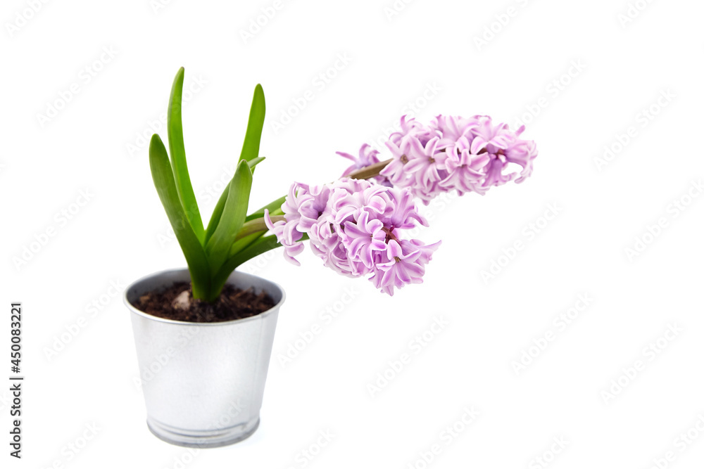 Purple Hyacinth flower in tin pot isolated white background