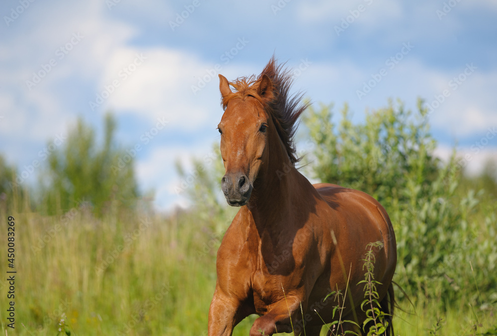 Chestnut horse running gallop front view
