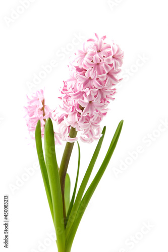 Pink Hyacinth flower isolated white  closeup