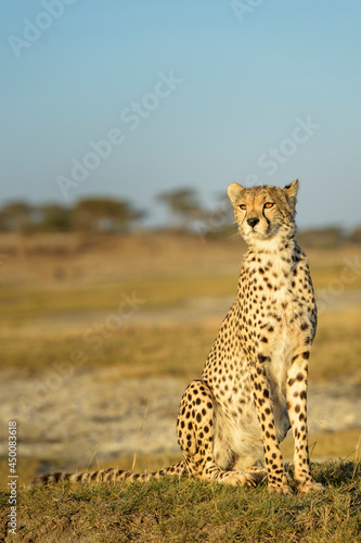 Cheetah (Acinonyx jubatus) portrait, sitting on savanna, Ngorongoro conservation area, Tanzania.