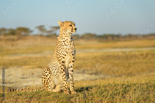 Cheetah (Acinonyx jubatus) portrait, sitting on savanna, Ngorongoro conservation area, Tanzania. photo