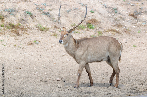 Photography Waterbuck (Kobus ellipsiprymnus} Kruger national park, South Africa