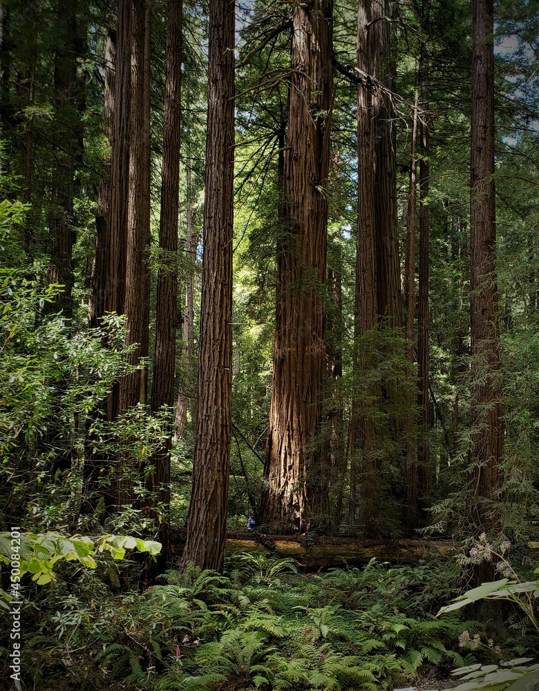 Muir Woods Dark Muir Woods Dark