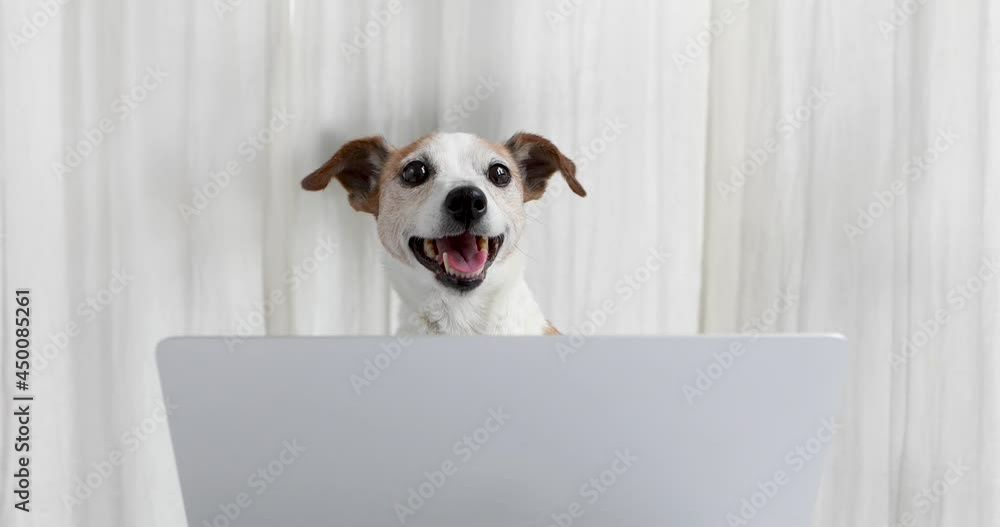 Cute funny Jack Russell Terrier dog with happy face siting near open laptop against white drapery in studio Cute funny Jack Russell Terrier dog with happy face siting near open laptop against white drapery in studio